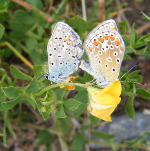 Réf. 309 154 : Polyommatus icarus